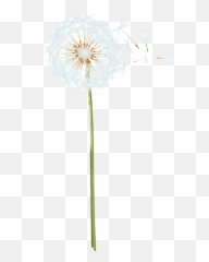 free transparent dandelion png images page 1 pngaaa com free transparent dandelion png images