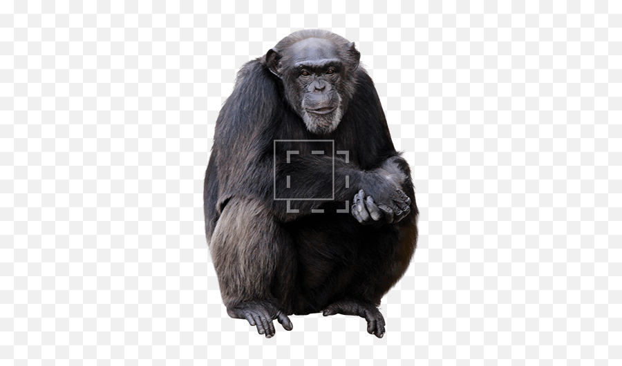 Old Bald Chimp - Monkey Sitting Png,Chimp Png
