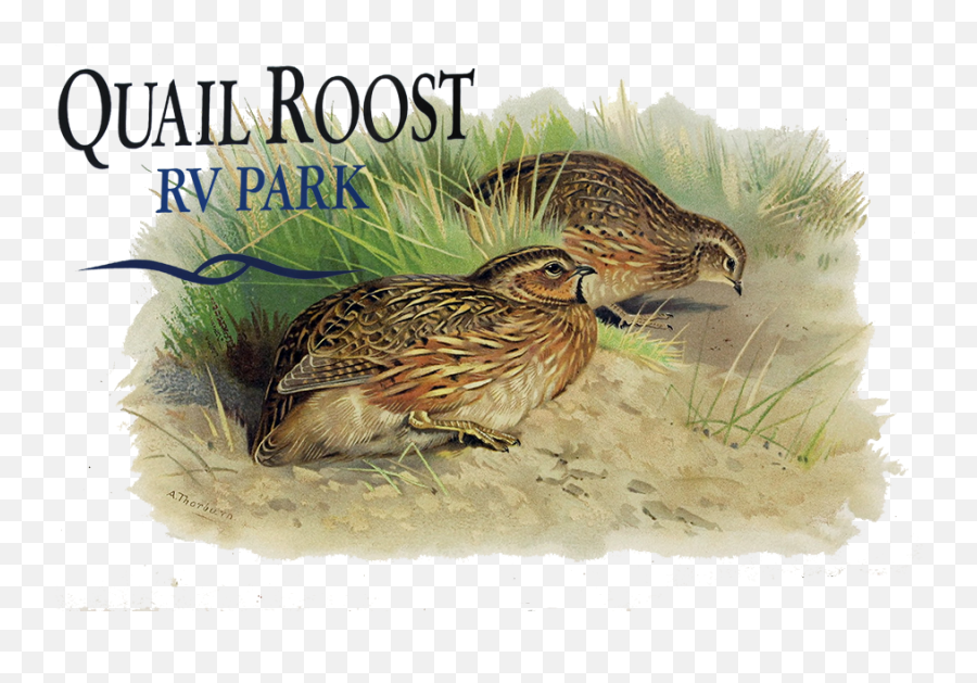 Quail Roost Rv Park - Quail Roost Rv Park Logo Png,Quail Png