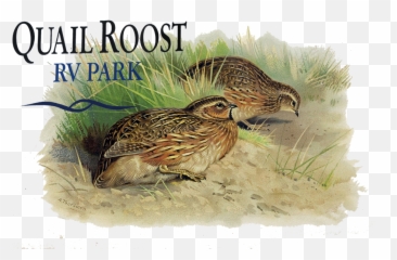 Quail Roost Rv Park - Quail Roost Rv Park Logo Png,Quail Png