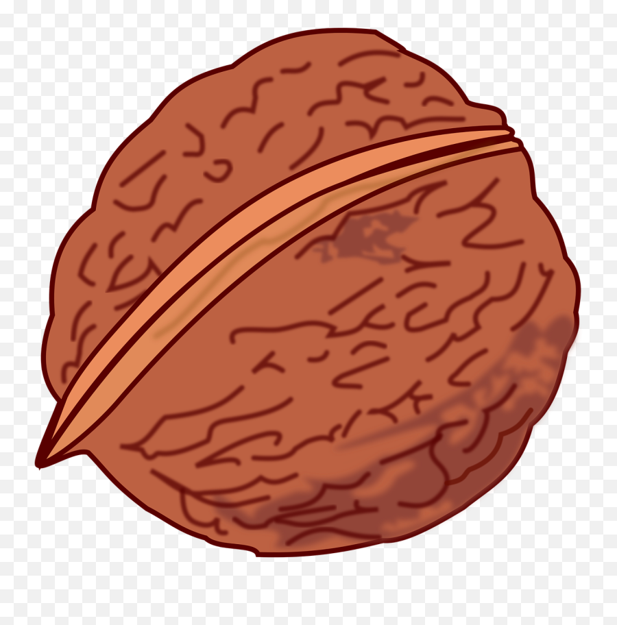 Nut Png - Essen Foot Fruit Nut Walnut Walnut Nut Clipart Nut Clipart,Nut Png