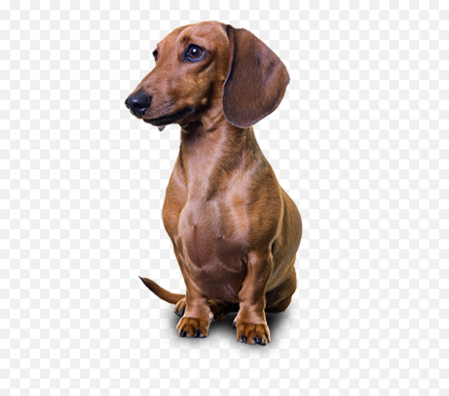 Dachshund Png - Dachshund Png,Dachshund Png