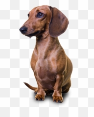 Dachshund Png - Dachshund Png,Dachshund Png