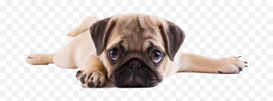 Pug Png Transparent Images - Pug Puppy Transparent Background,Pug Png