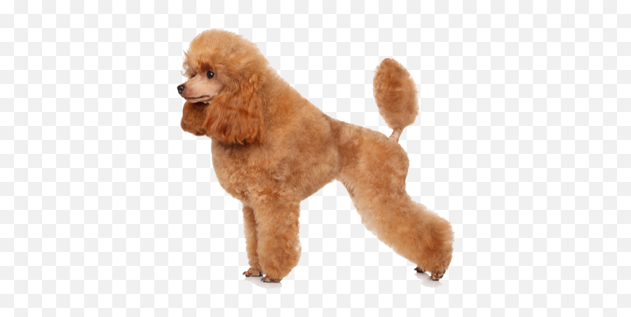 Download Toy Poodles Are Tiny Dogs With - Toy Poodle Png,Poodle Png