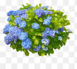 Hydrangea Png 3 Image - Hydrangea Bush Transparent Background,Hydrangea Png