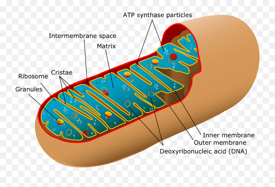 Animal Mitochondrion Diagram En - Dna In Mitochondria Png,Mitochondria Png