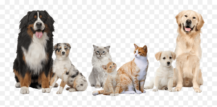 User Profile - Pets Dogs And Cats Png,Pets Png