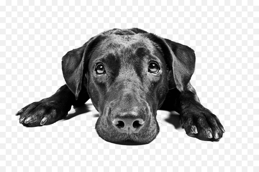 Black - Black Lab Laying Down Png,Black Lab Png