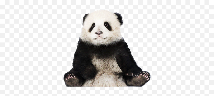 Panda Png In High Resolution Web Icons - Transparent Background Baby Panda Png,Panda Png