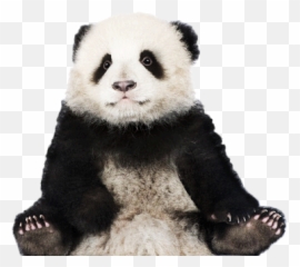 Panda Png In High Resolution Web Icons - Transparent Background Baby Png