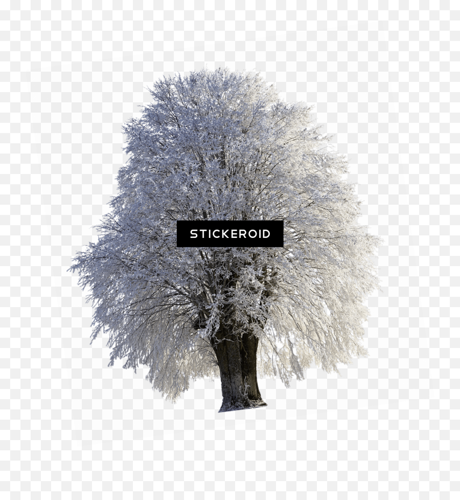 Download Tree Full Of Snow - Tree In Norway Covered In Frost Snow Covered Tree Transparent Png,Snow Tree Png