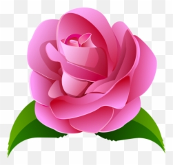 Japanese Flower Png Picture - Camellia Clipart Transparent Background