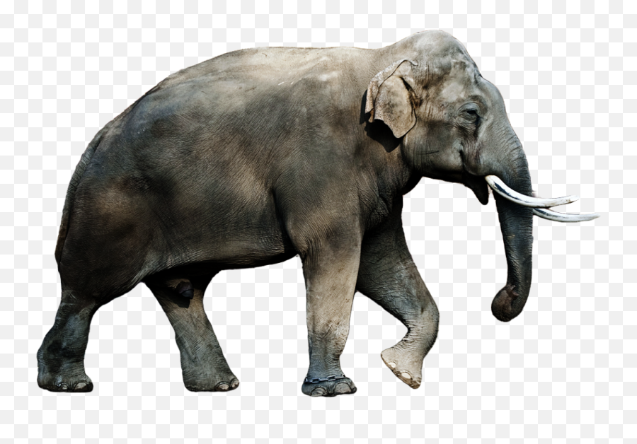 Asian Elephant Clipart Transparent - Asian Elephant Images Png,Elephant Transparent Background