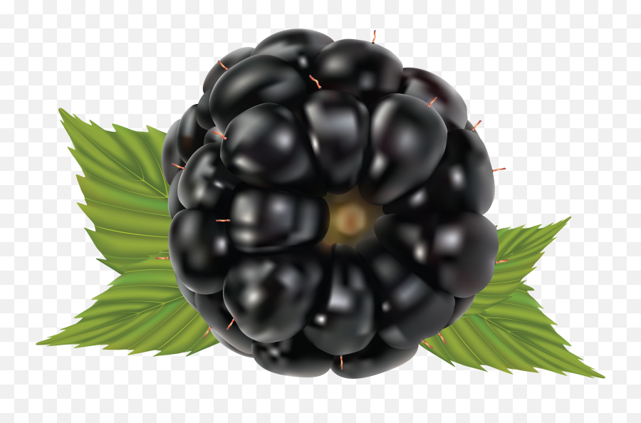 Blackberry Png Image - Blackberry,Blackberries Png