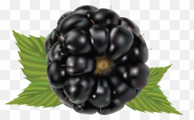 Blackberry Png Image - Blackberry,Blackberries Png