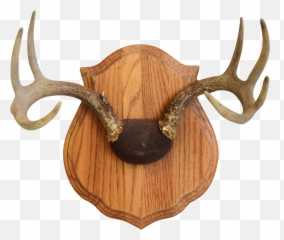 Vintage Deer Antler Mount Mounted Antlers - Solid png