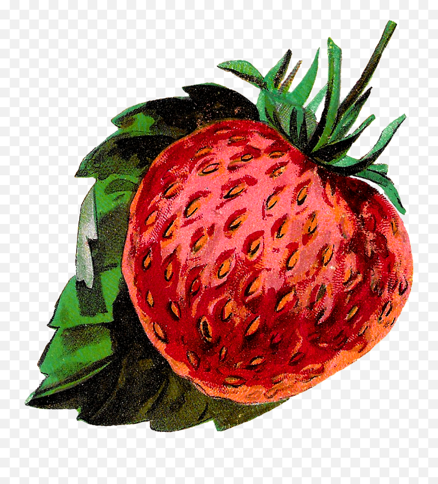 Fruit Clipart Png - Antique Images Strawberries Fruit Stock Vintage Botany Illustrations Strawberry,Fruit Clipart Png