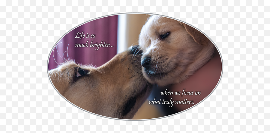 Puppy Love T - Northern Breed Group Png,Puppy Love Icon