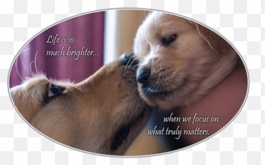 Puppy Love T - Northern Breed Group Png,Puppy Love Icon