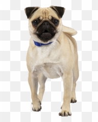 Pug Temperament Lifespan Grooming Training Petplan - png