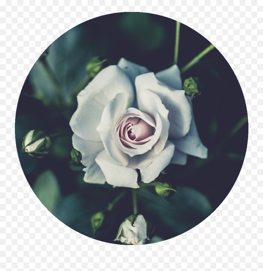 A Command - Line For Rounding The Images White Rose Wallpaper Laptop Png,Flower Circle Png