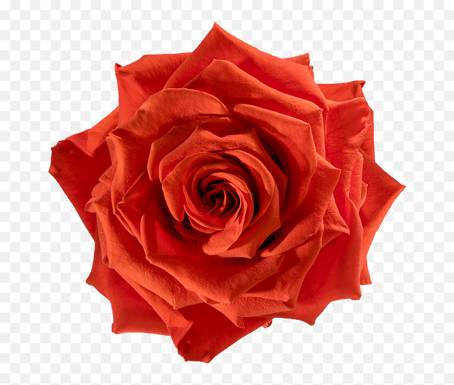 Preserved Roses - Rose Png,Orange Flowers Png