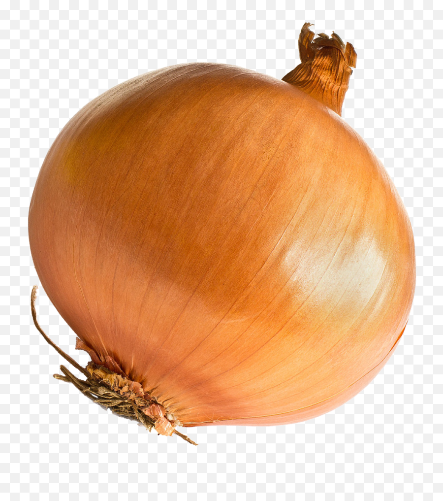 Download Onion - Onion Png,Onion Png