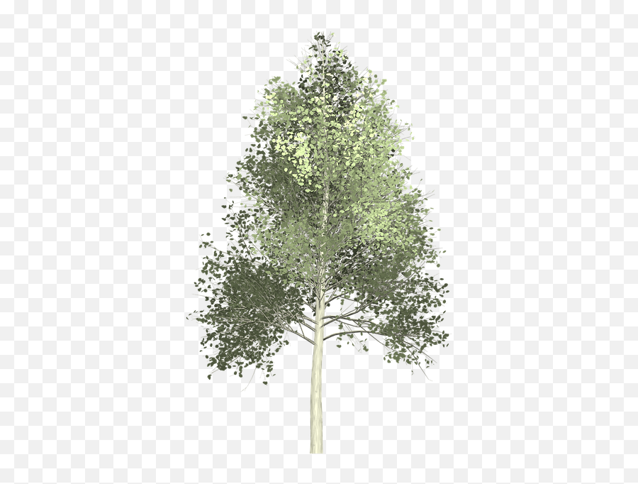 White Pine Tree Png Paint U0026 Free Paintpng Trees