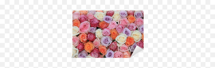 Pastel Rose Wedding Flowers Wall Mural U2022 Pixers - We Live To Change Garden Roses Png,Wedding Flowers Png