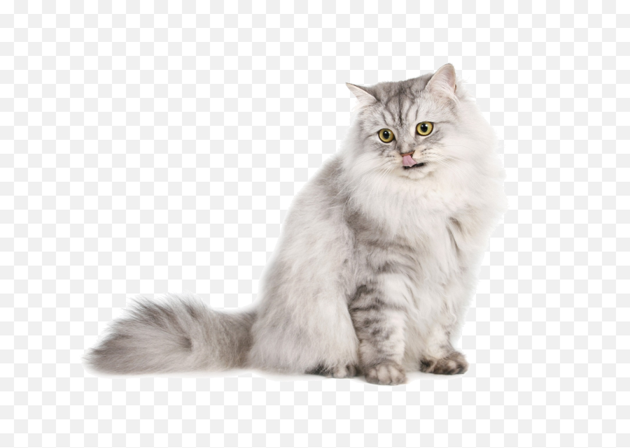 Download Cute Cat Png Image - Normal Maine Coon Cat Size,Cute Cat Png