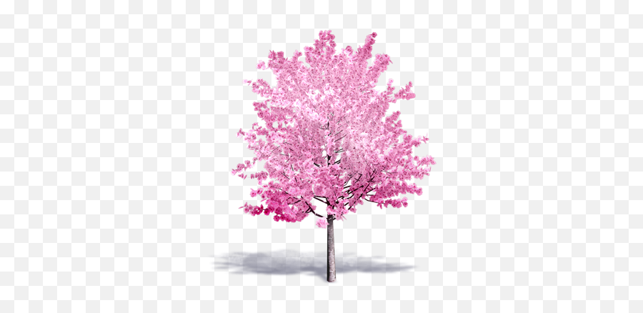 Cherry Tree In Bloom Plants Free Bim Object For Cinema - 3d Cherry Blossom Transparent Png,Cherry Blossom Tree Png