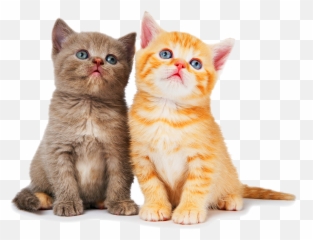 Free Png Cat - Konfest,Kittens Png