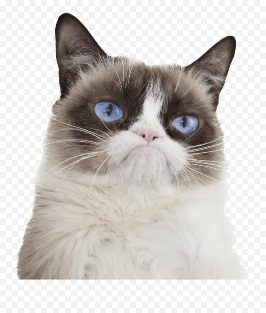 Grumpy Cat Png Transparent Collections - Grumpy Cat,Eyes Transparent