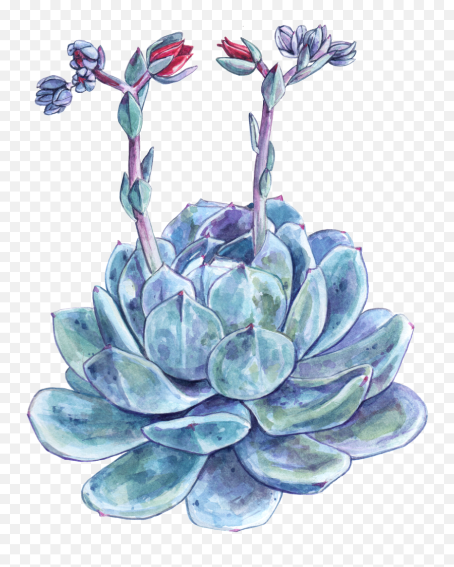 Download Succulent Png Image With No - White Mexican Rose,Succulent Png