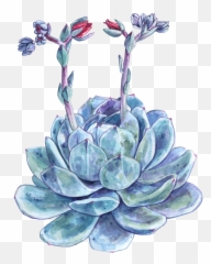 Download Succulent Png Image With No - White Mexican Rose,Succulent Png