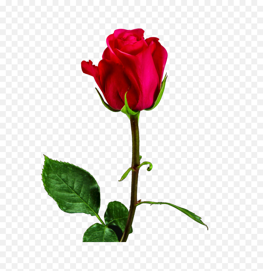 Valentine Day Red Rose Png Image Free - Valentine Day Rose Png,Red Flower Png
