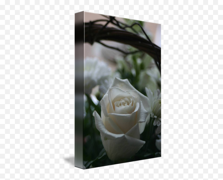 White Rose Sympathy Card By Kyla Schnabel - Sympathy Card White Roses Png,White Rose Transparent Background