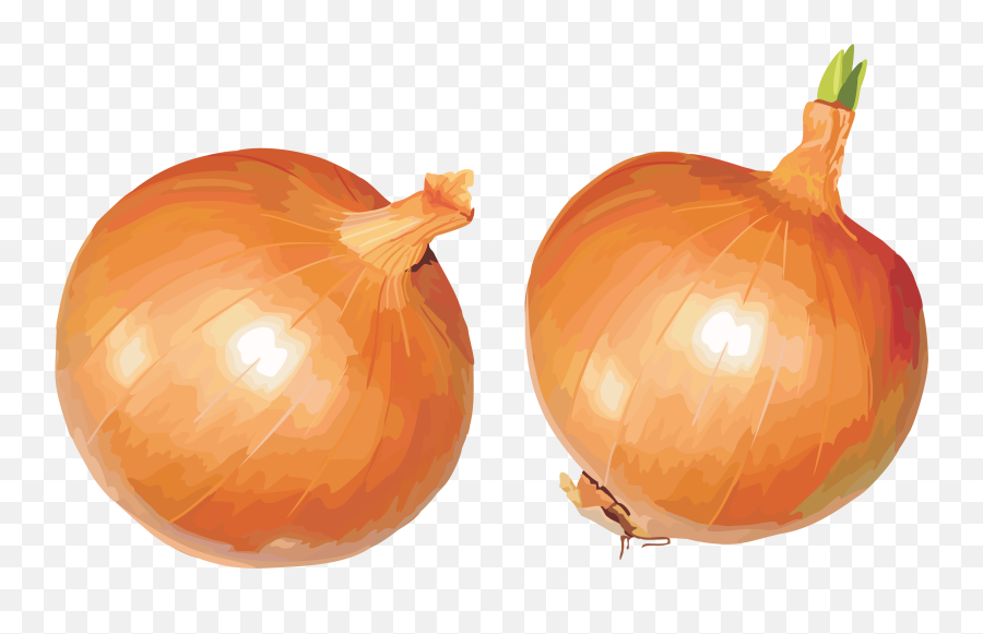 Onion Png Images Free Download - Onions Clipart,Onion Transparent Background