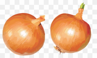 Onion Png Images Free Download - Onions Clipart
