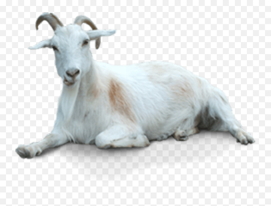 Png Goat - Transparent Background Goat Png,Goat Png
