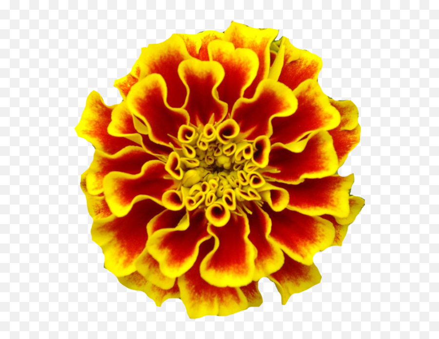 Marigold Marigolds Tattoo Birth Flower - Mexican Marigold Png,Mexican Flowers Png