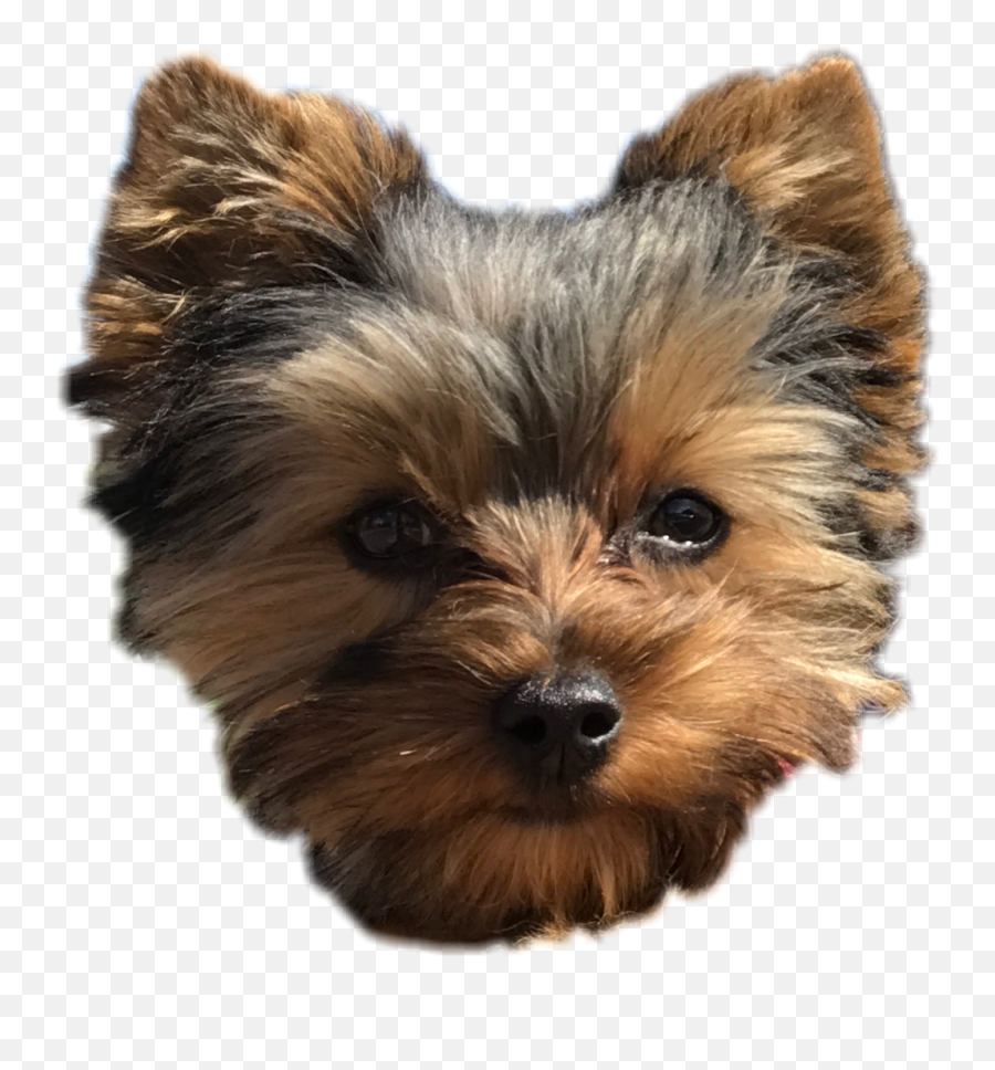 Download Pepper Dog Cute Puppy Yorkie Perro Freetoedit Png - Cute Dog Face Png,Cute Puppy Png
