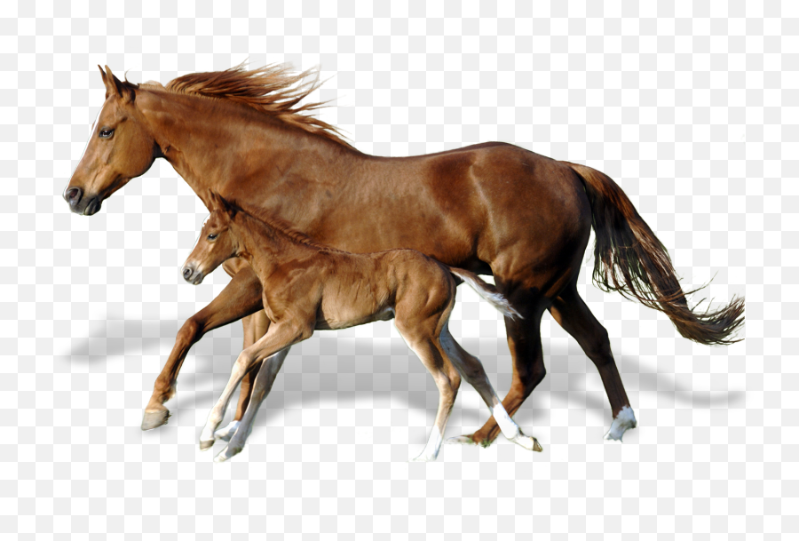 Andalusian Horse Png U0026 Free Horsepng Transparent - Horse And Foal Png,Horse Png