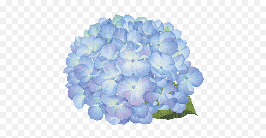 Caspari Hydrangea Floral Round Designer - Hydrangea Flower Png Blue,Hydrangea Png