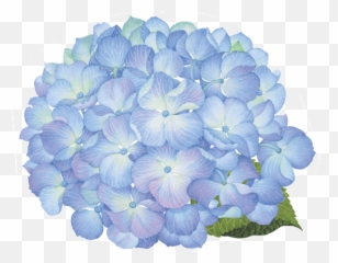Caspari Hydrangea Floral Round Designer - Hydrangea Flower Png Blue,Hydrangea Png