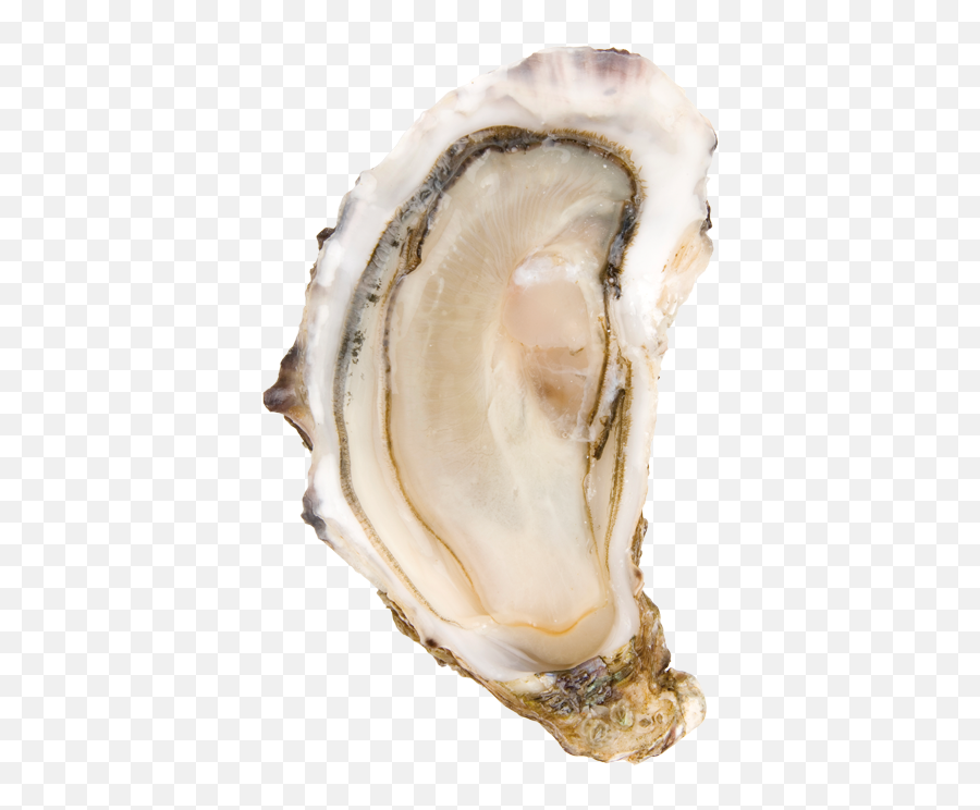 Huîtres Marennes Oléron Png Oysters