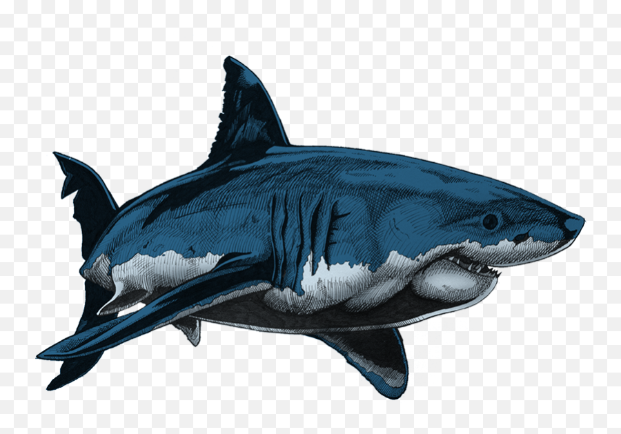 Great White Sharks Against Cancer - David U0027edu0027 Edwards Color Hammerhead Shark Drawing Png,Great White Shark Png