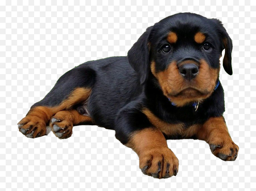 Rottweiler Puppy Png Image - Rottweiler Puppy Transparent Background,Puppy Png