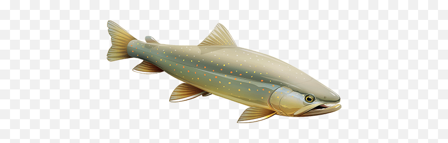 Bull Trout California - Pacific Salmons And Trouts Png,Trout Png
